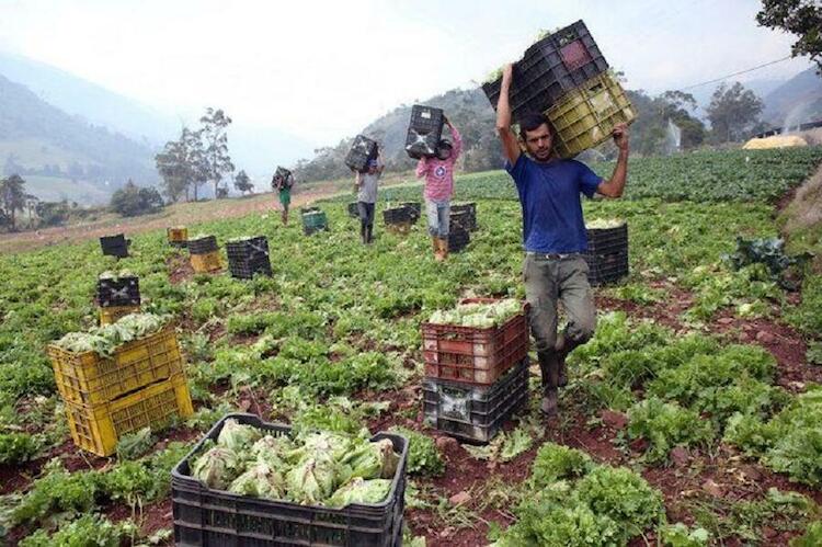 Transformacion-de-la-agricultura-venezolana-del-85-de-dependencia-de-importaciones-al-97-de-produccion-nacional_full