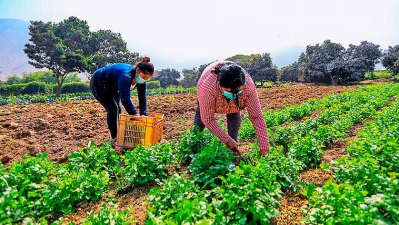 inei-autoriza-ejecucion-de-la-encuesta-nacional-agropecuaria-35834
