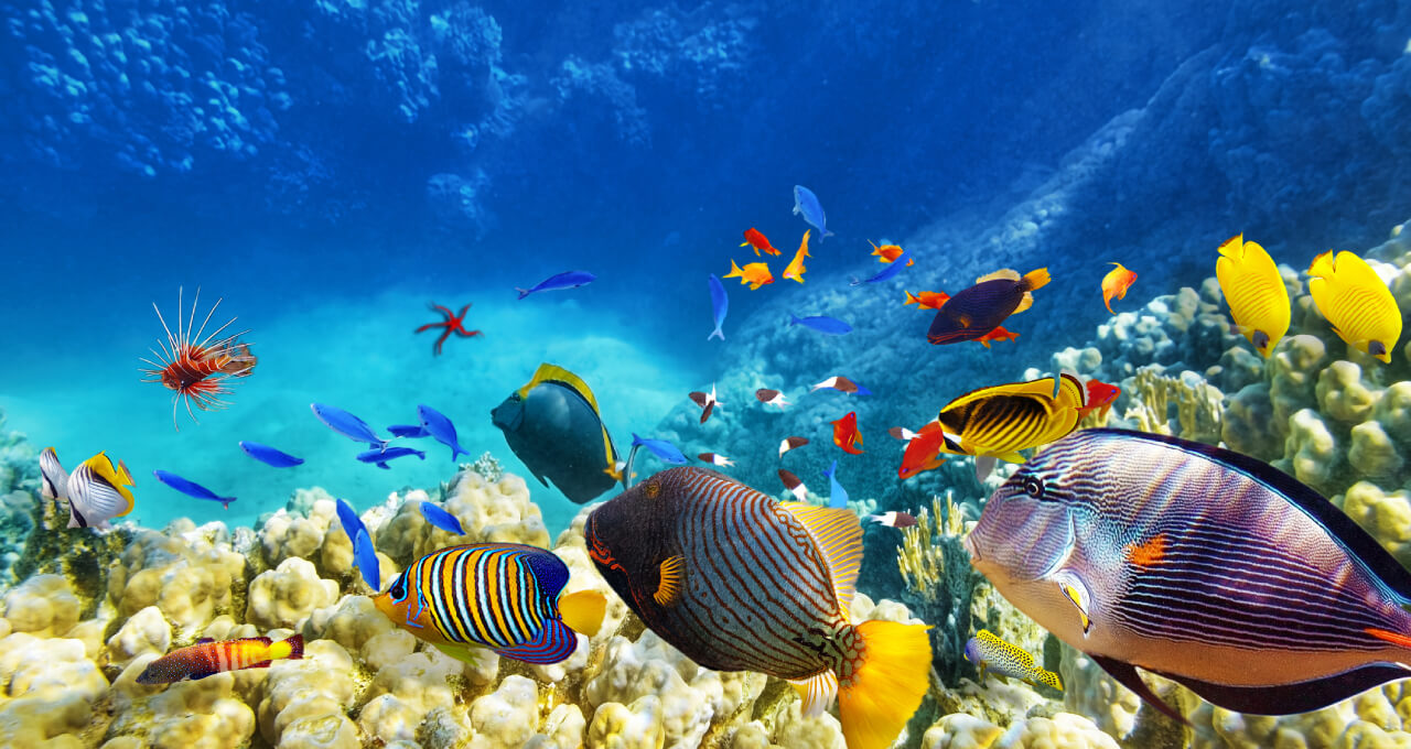 Dia-mundial-de-los-oceanos
