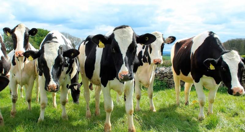 peru-se-ubica-en-el-cuarto-puesto-de-paises-con-mas-vacas-en-36722